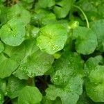 Viola hederacea Leaf