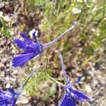 Delphinium consolida Blomst