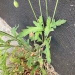 Papaver atlanticum पत्ता