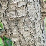 Rhamnus staddo Bark