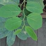 Aristolochia tricaudata Levél