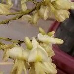 Styphnolobium japonicum 花
