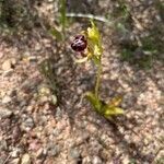 Ophrys aranifera Квітка