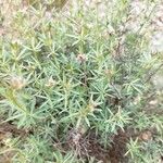 Dorycnium pentaphyllum Feuille