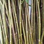 Salix viminalis Corteza