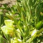 Oenothera triloba Hábito