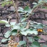 Rubus ellipticus Leaf