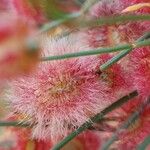 Calligonum polygonoides Fruit