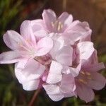 Armeria pungens 其他