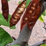 Cercis occidentalis Fruitua