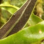 Elaphoglossum macropodium Fruto