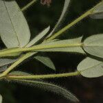 Crotalaria sagittalis Лист