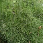 Equisetum giganteum Агульны выгляд