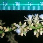 Talisia nervosa Fruit