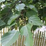 Hovenia dulcis Frunză