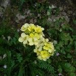 Brassica repanda Flower