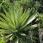 Agave sisalana Habit