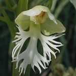Platanthera leucophaea Flor