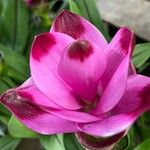 Curcuma alismatifolia Kwiat