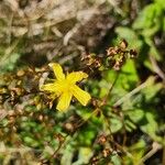 Hypericum annulatum Flor