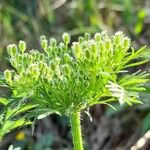 Daucus pusillus Blüte