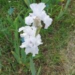 Iris albicans Flower