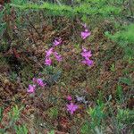 Calopogon tuberosus Flor