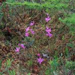 Calopogon tuberosus Blomst