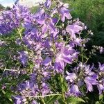 Campanula lactiflora Flower