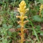 Orobanche flava Flower