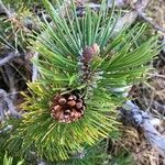 Pinus mugoFrutto