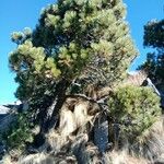 Pinus hartwegii عادت