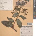 Clerodendrum mannii Otro