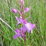 Anacamptis palustris Kvet