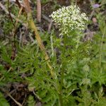 Oenanthe sarmentosa Flower