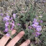 Penstemon linarioides Flor