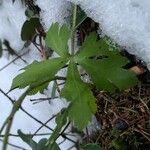 Sanicula europaea Blad