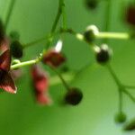 Euonymus atropurpureus Blatt