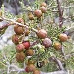 Juniperus phoenicea Fruit