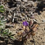 Lupinus formosus Hábito