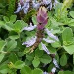 Coleus caninus Flower