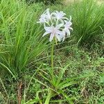 Crinum bulbispermum花