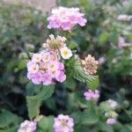 Lantana camaraFlors