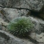 Saxifraga longifolia Leaf