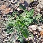 Dipsacus sativus Feuille