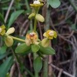 Euphorbia orthoclada Flor