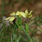 Vella spinosa Flower