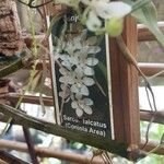 Sarcochilus falcatus Flower