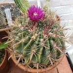 Ferocactus latispinus Vekstform