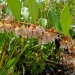 Lyonia lucida Blüte